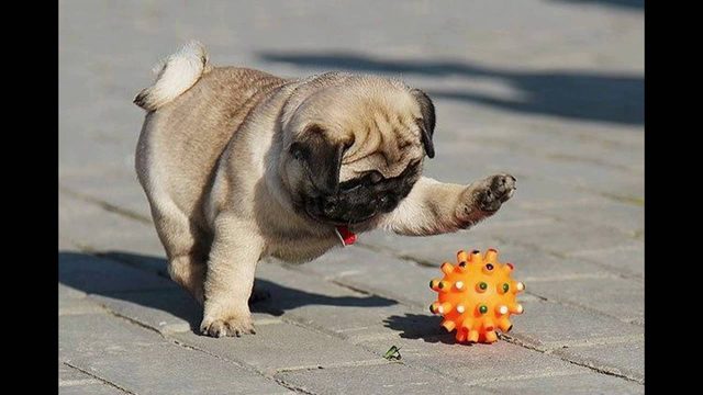 Perro