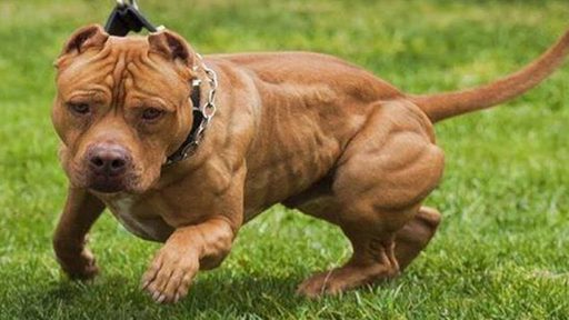 Perro