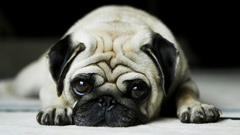 Perro