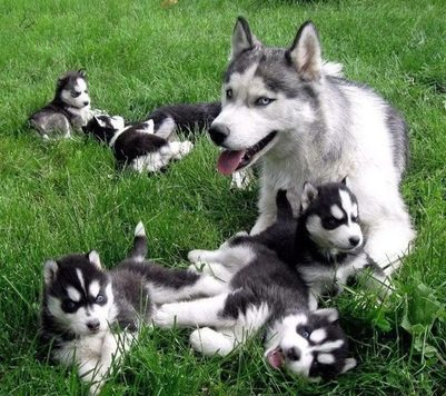 Perro