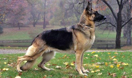 Perro
