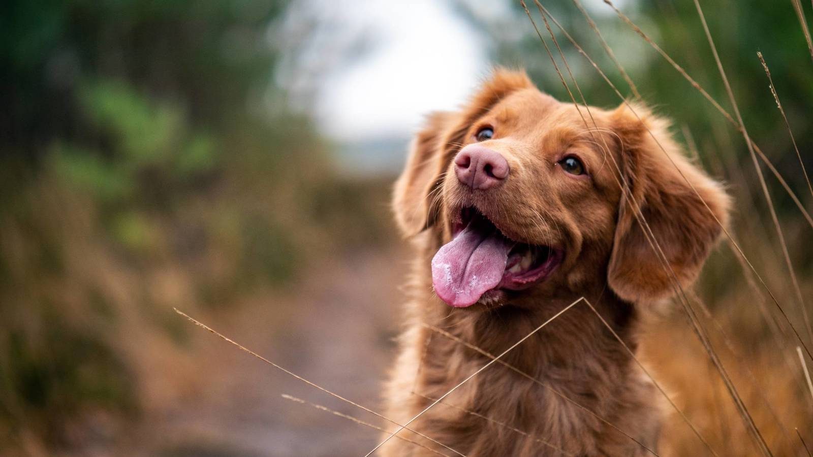 Un golden retriever