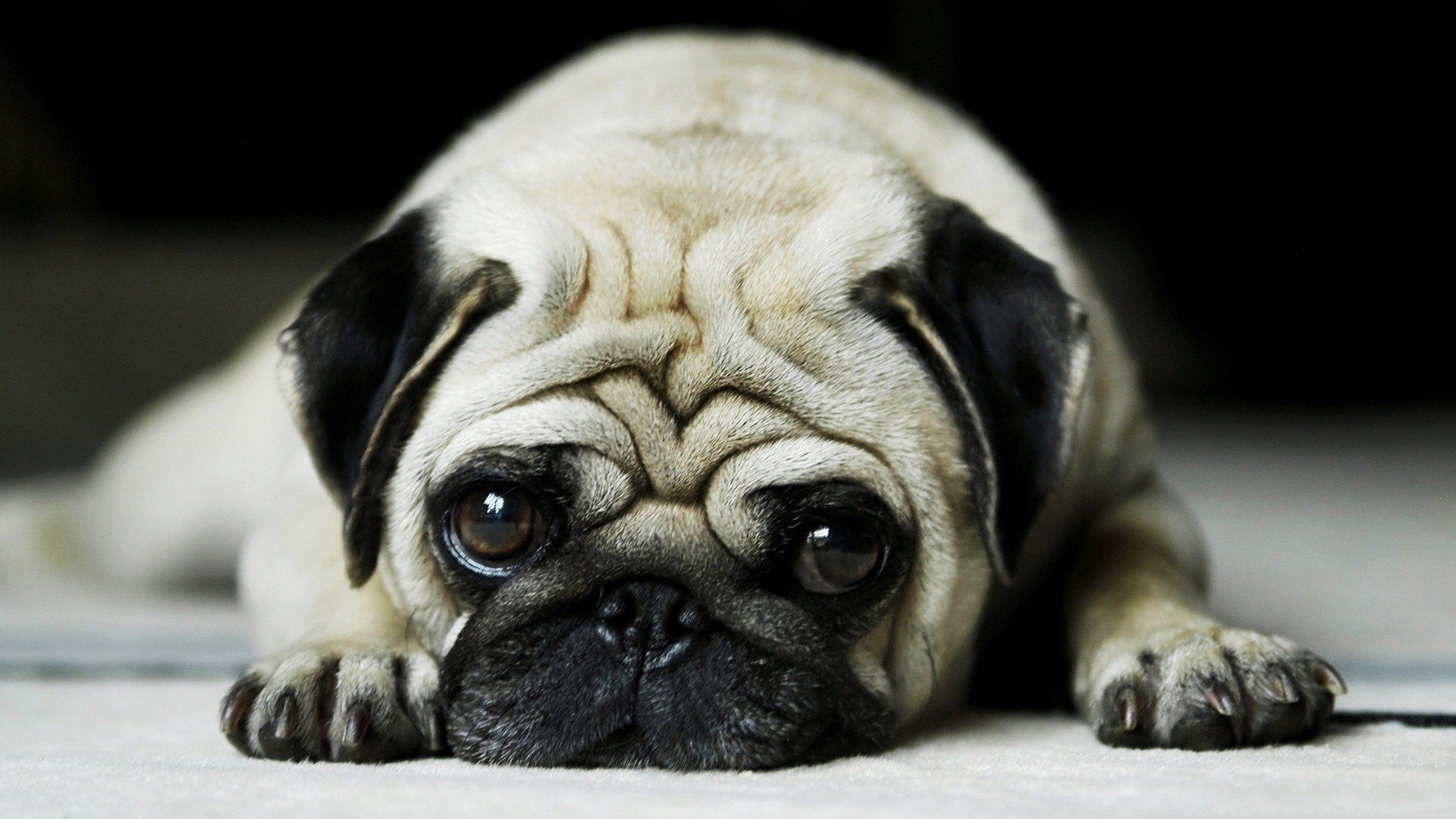 Un pug