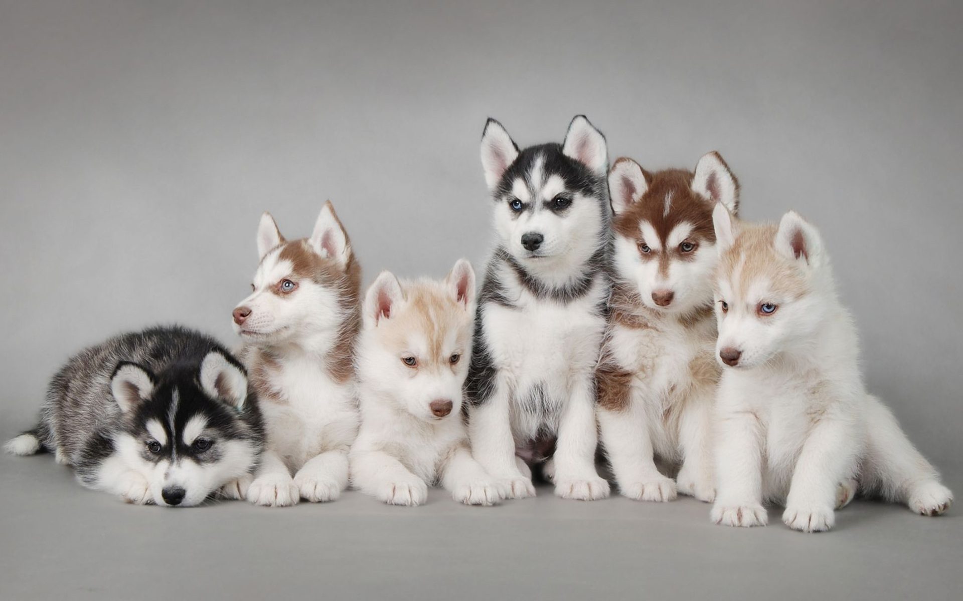 Cachorros husky
