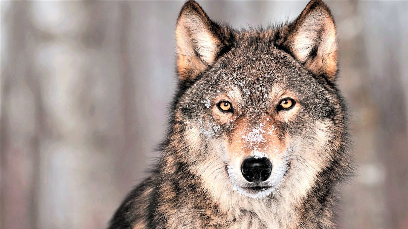 Un lobo